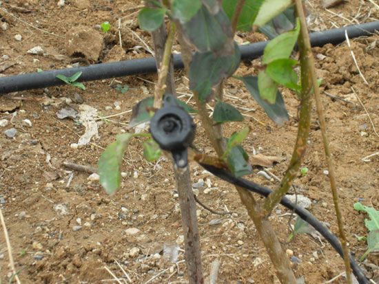 壓力補(bǔ)償式滴頭