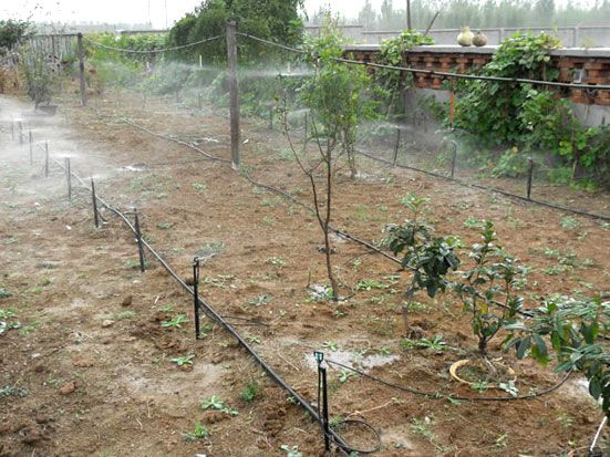 地插微噴實景圖